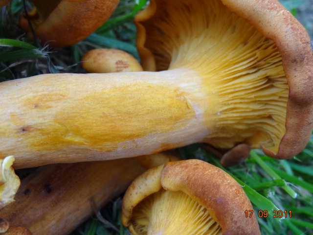 Omphalotus....
